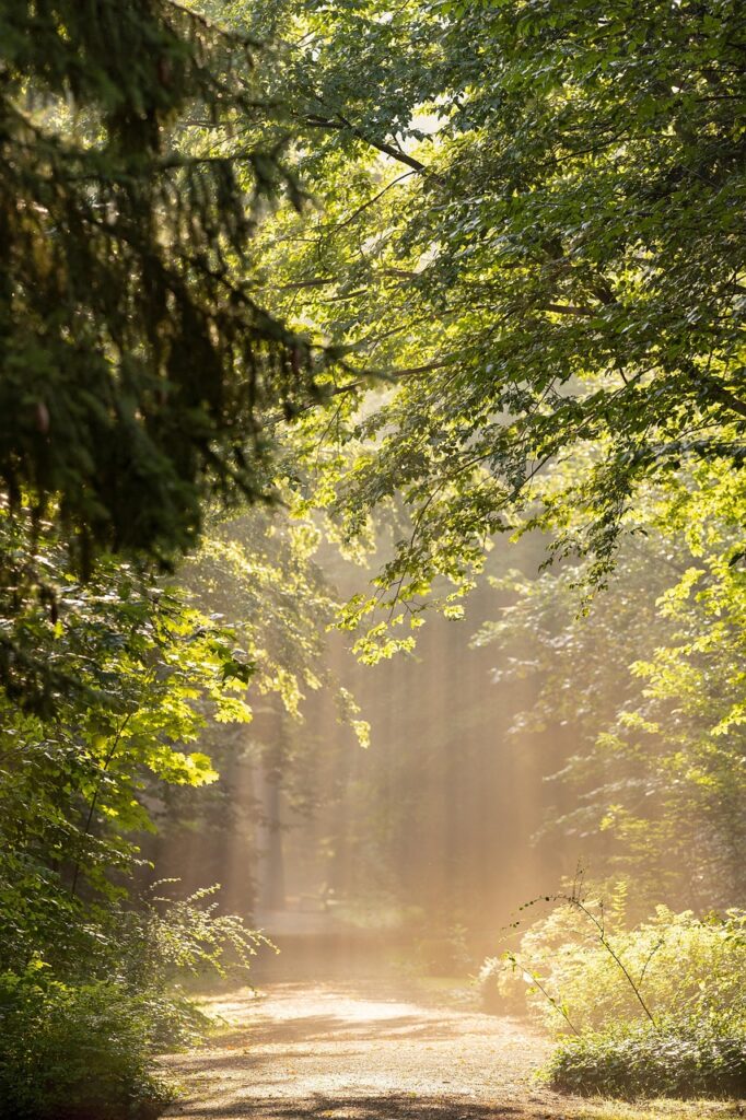 trees, forest, park, avenue, path, hike, sunlight, outdoors, nature, landscape, forest, forest, forest, forest, forest, park, park, nature, nature