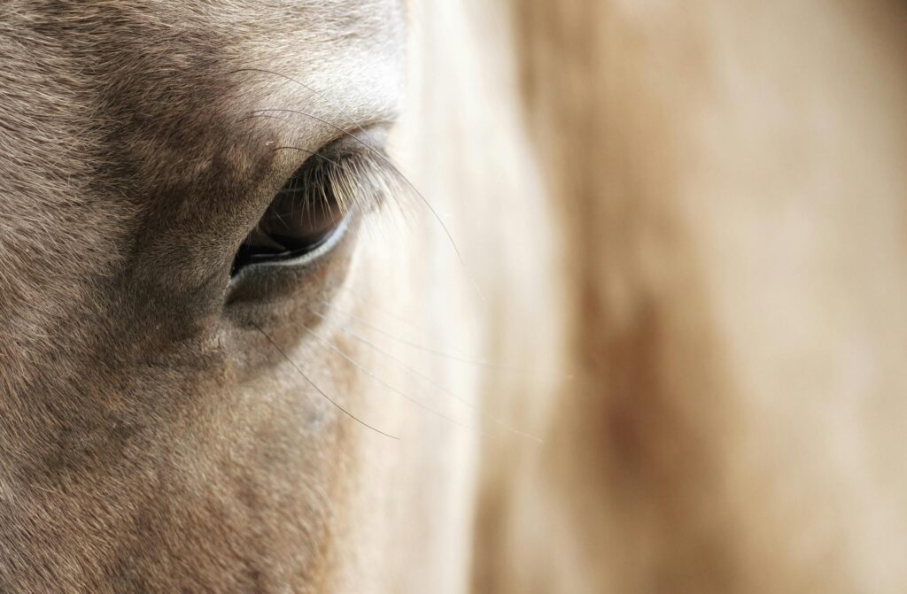 Closeup of part of horse muzzle with eyes and eyelashes of chestnut color